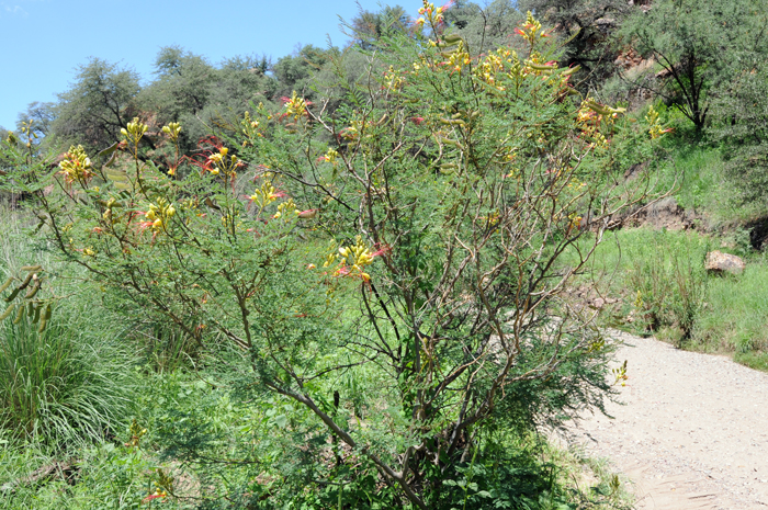 Occasionally plants of Bird-of-Paradise Shrub escape and become naturalized through the western, central and southern parts of the state. Plants are originally native to South America, mainly in Argentina and Uruguay. Caesalpinia gilliesii 